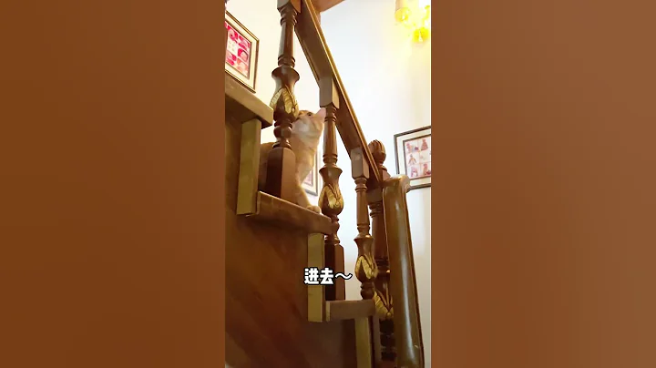 【#貓咪叫不苦】不愧是大學畢業的貓貓子！#貓咪的迷惑行為 #鏟屎官的樂趣 #萌寵成精了#誰能拒絕傻憨憨的小貓咪 - 天天要聞