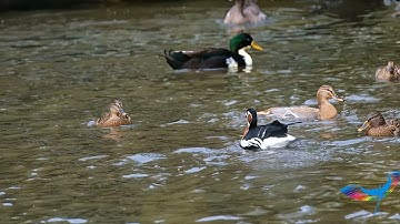 duck club - how it all started..... duck season 2021