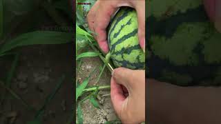 Watermelon crack prevention technology.#Planting Techniques #Farming Techniques
