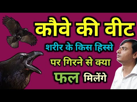 वीडियो: क्या काले कौवे अभी भी भ्रमण करते हैं?