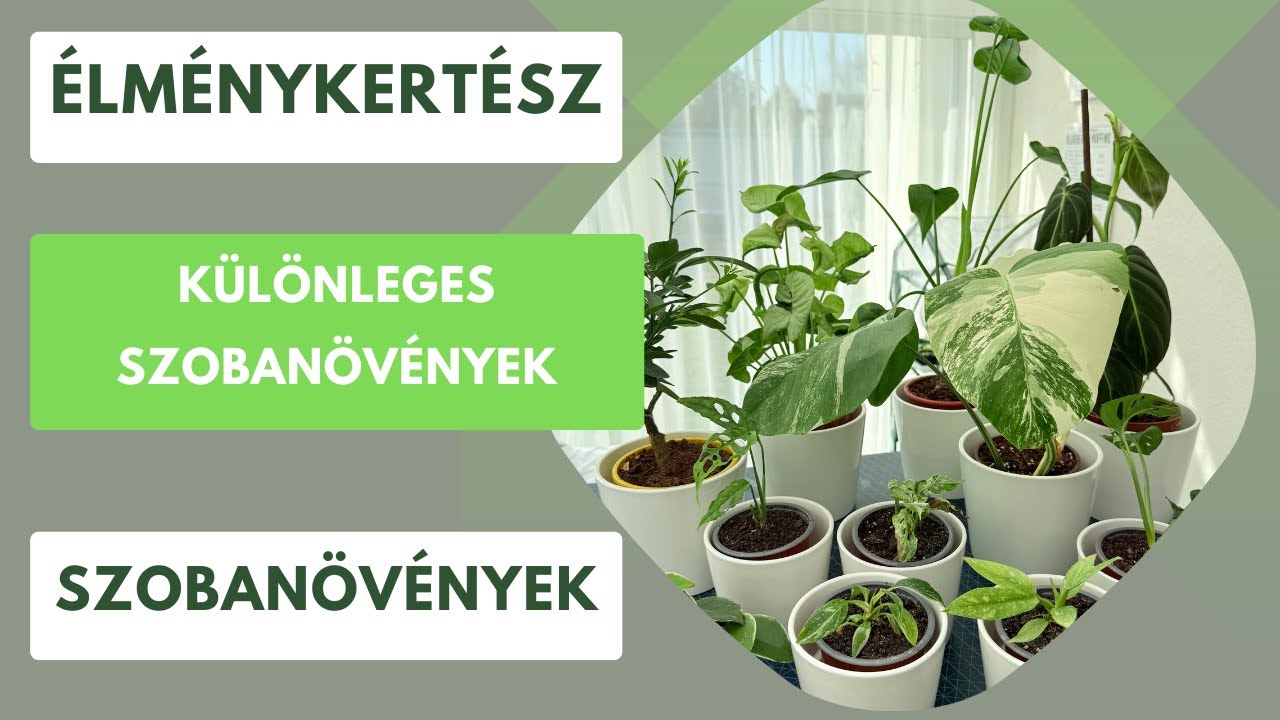 Különleges szobanövények érkeztek a gyűjteményembe🪴Monstera, philodendron, syngonium