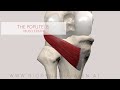 Poplietus muscle musclepath 3d animation