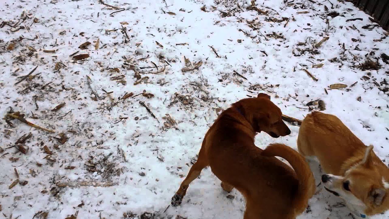 Bandit Brooklyn dog run 1