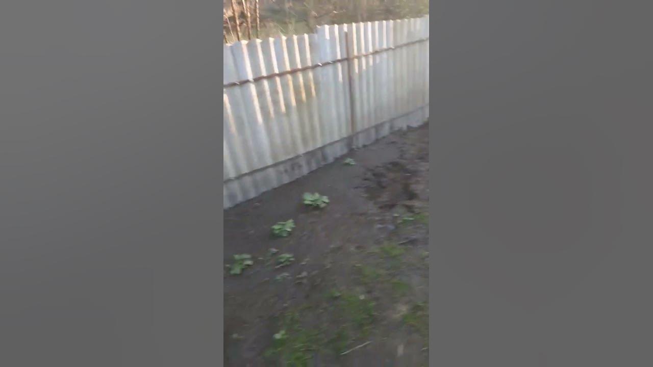 Дикі качки дома, сидять на яйцях - YouTube