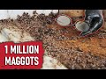 The Most Maggots We've EVER Seen (a Vloggy Decomp)