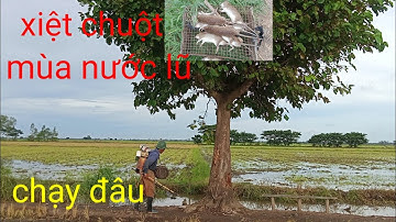 chú 6 xiệt chuột mùa nước lũ chạy đâu chuột đồng miền tây sông nước lũ