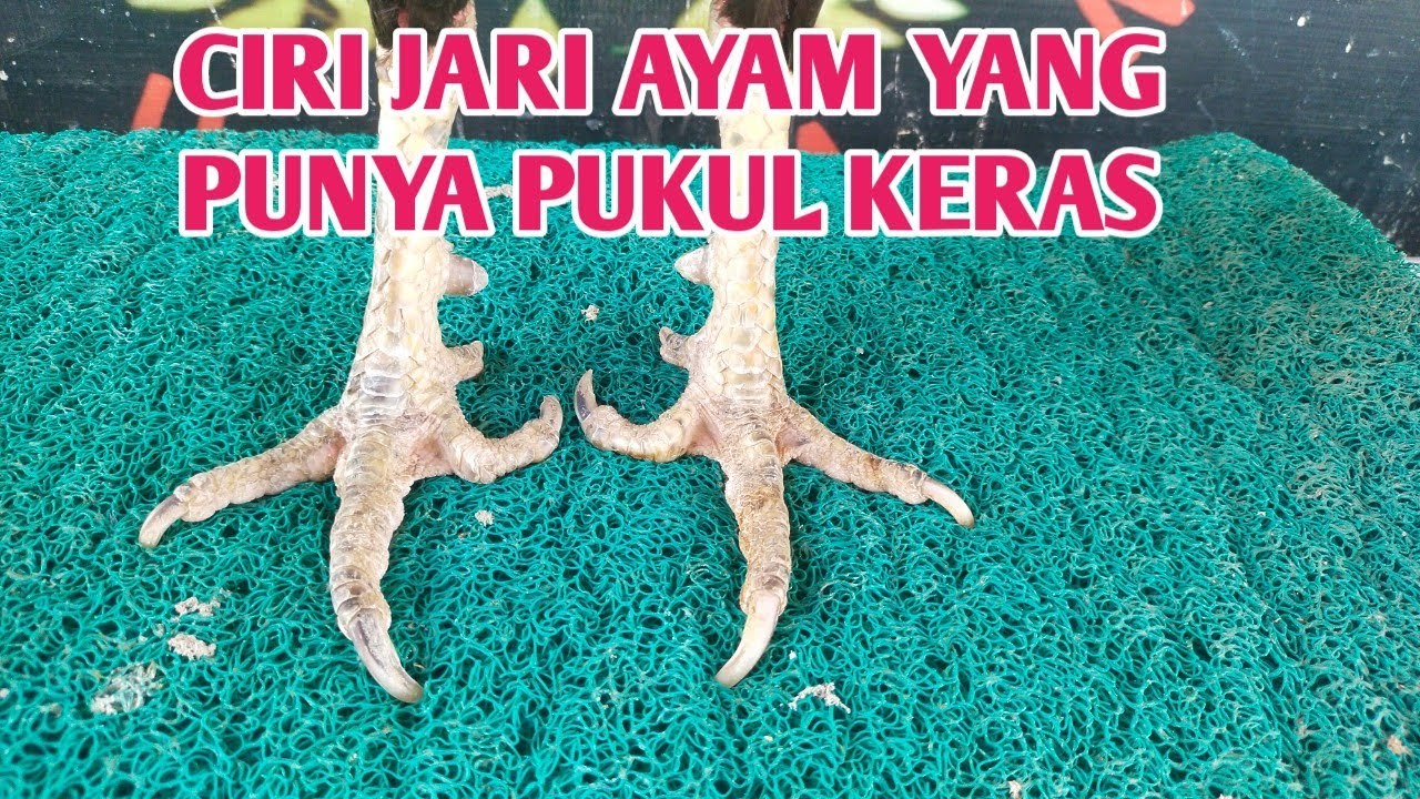 CIRI JARI KAKI AYAM YANG PUNYA PUKUL KO(@RGchannel81 )