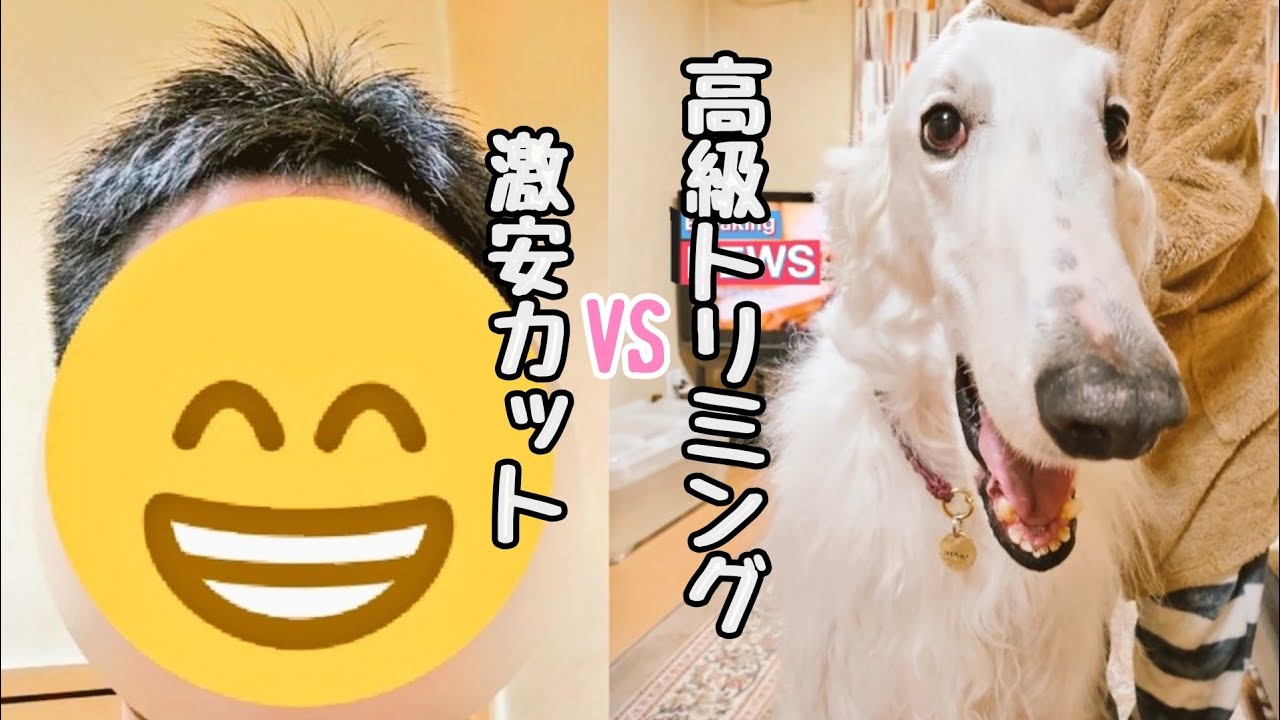 めちゃ めちゃ かわいい大型犬ボルゾイ アフガンのパピーのダンゴ Youtube