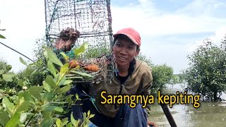 Abundant results from crab traps in the mangrove forest