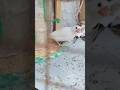 Unexpected Java Finch Baby Found#aviralvlogs#javafinchbirds#petshorts #birds