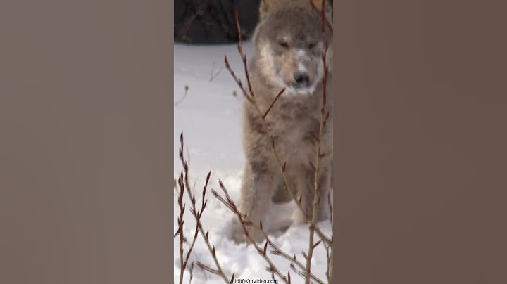 Surprise Encounter with a Wild Wolf Pup