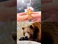 Fun Toys | Animal Names for Kids to Learn at the Waterfall: Snow Leopard Toad Wolf Bear Fox