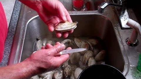How to Shuck a Maine Clam