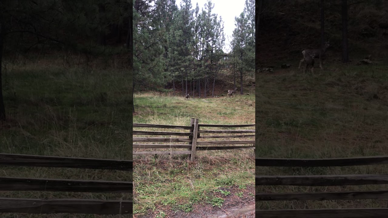 Baby deer gets the zoomies YouTube