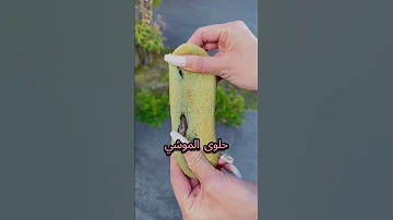 تلات أكلات يابانية غريبة 