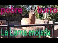zoo la Aurora Guatemala Área de la granja y elefante mocosita