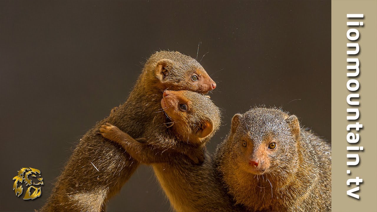 The Dwarf Mongoose Youtube The Dwarf Mongoose Youtube