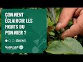 [TUTO] Comment éclaircir les fruits du pommier ? – Jardinerie Gamm vert