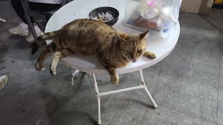 사람과 합석하는 고양이 Ver.2 사람과 합석하는 고양이 Ver.2