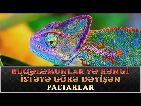 Video: Bir Buqələmun Rəngini Necə Dəyişdirir