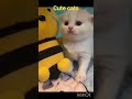 cute cats #islamicshorts #cats #catshorts #cutecat #kunanta #goviral