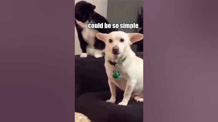 A Cat's Inner Thoughts