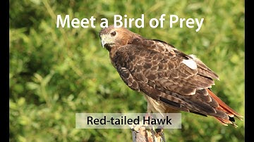 Meet a Bird of Prey - Red-tailed Hawk