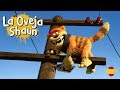Gato En Acci贸n La Oveja Shaun聽HD Gato En Acci贸n La Oveja Shaun聽HD
