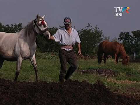 Romani Fara Frontiere - Tezic tvri live