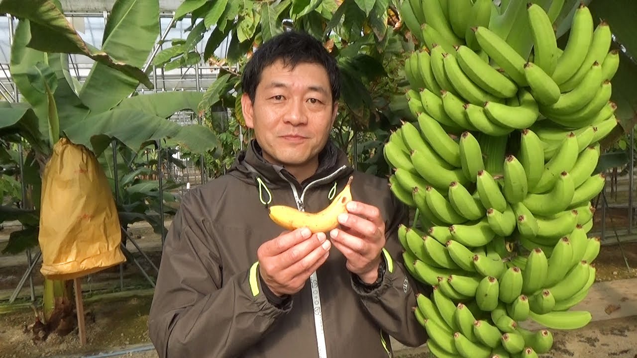 雪国でも 栽培広がる日本産バナナ なぜ皮も食べられる 朝日新聞デジタル
