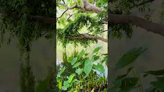 #Dandeli Kali River #dandeli #forest