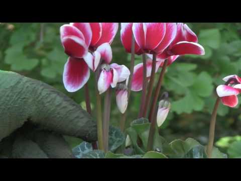 Video: Growing Cyclamen At Home: Types Of Cyclamen, Growing Rules