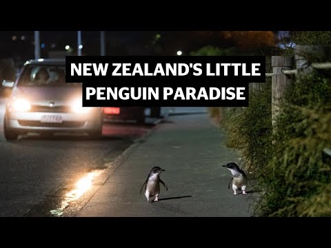 New Zealand&rsquo;s Penguin City