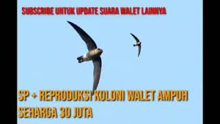 Download Lagu Sp + Reproduksi koloni walet ampuh MP3