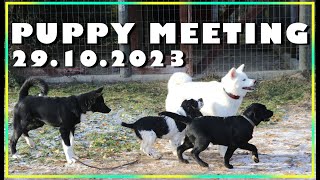 Akita Inu and the Puppy Meeting 2023