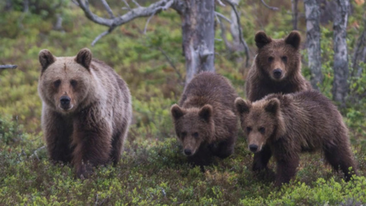 Sebastian - Din Skov, Min Skov