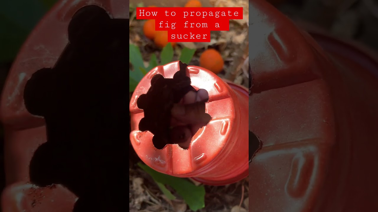 How to propagate a fig tree from a root sucker the easy way.