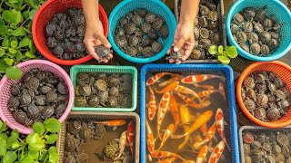 Peaceful Turtle & Koi Fish Aquaculture Farm — Relaxing Baby Animals, Frogs & Nature Collection screenshot 5