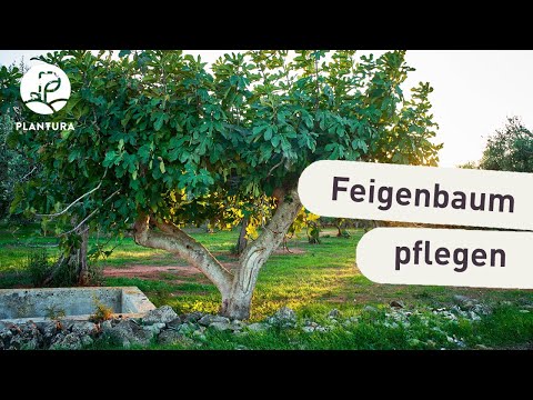 Video: Feigenbaumsorten - Wie viele Arten von Feigenbäumen gibt es?