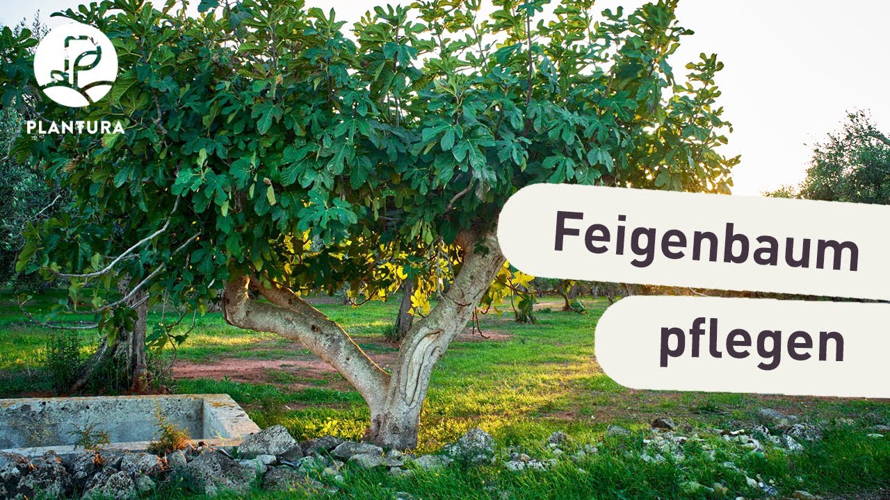 & Steckbrief, Feigenbaum: - Ernte Pflege Plantura