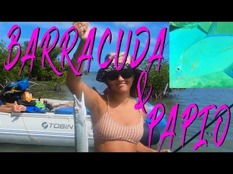 Βίντεο: Είναι barracuda στη Χαβάη;