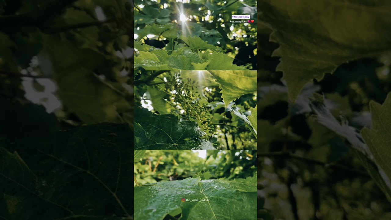 Morning Vibes in Matoshri Farm 🍇❤ 🍁 | मातोश्री फार्म NASHIK | WhatsApp Status | 