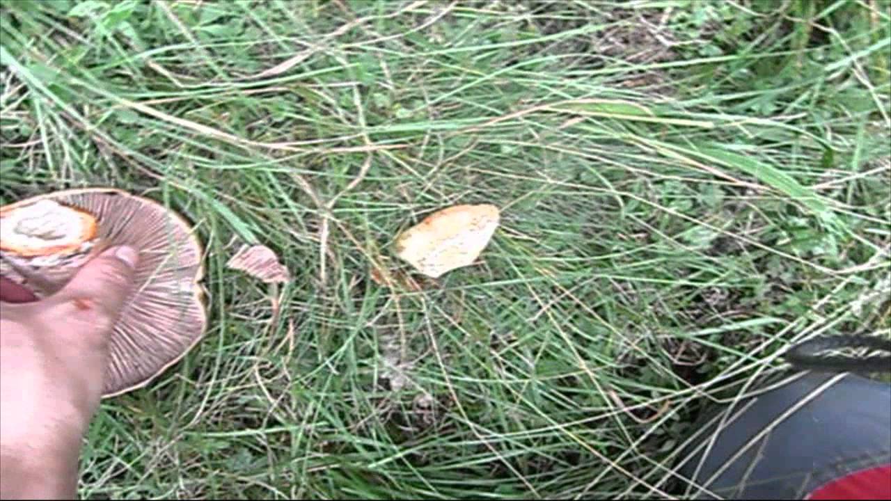 Buscar rovellons, ara toca el Lactarius sanguifluus.