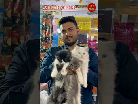 persian cat Per