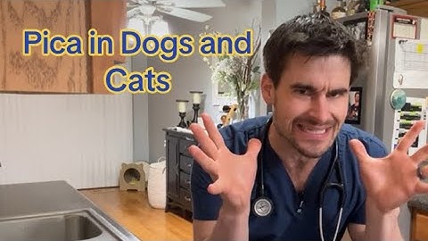 Pica In Dogs and Cats