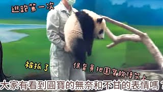 【精彩1分鐘回顧】圓圓媽咪進入後場等放食,圓寶四度逃跑,保育員拿出各種法寶和圓寶鬥智鬥勇|熊貓貓熊The Giant Panda Yuan Yuan and Yuan Bao|台北市立動物園