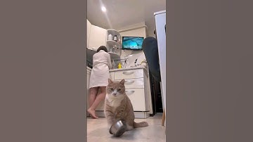 Unlocking the Mystery: How My Cat Signals Hunger 🐾 | Cat Behavior Revealed!