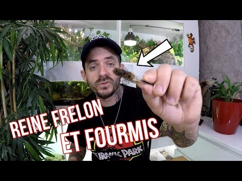 snake reptiles pictures Je nourris des colonies avec une REINE frelon [ Observation et info ]