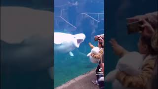 White Dolphin plays with a stuffed animal 🐬🥰