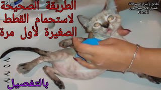 طريقة تحميم القطط الصغيرة لأول مرة / الطريقة الصحيحة لاستحمام القطط How to bath your cat